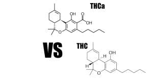 thca vs thc 